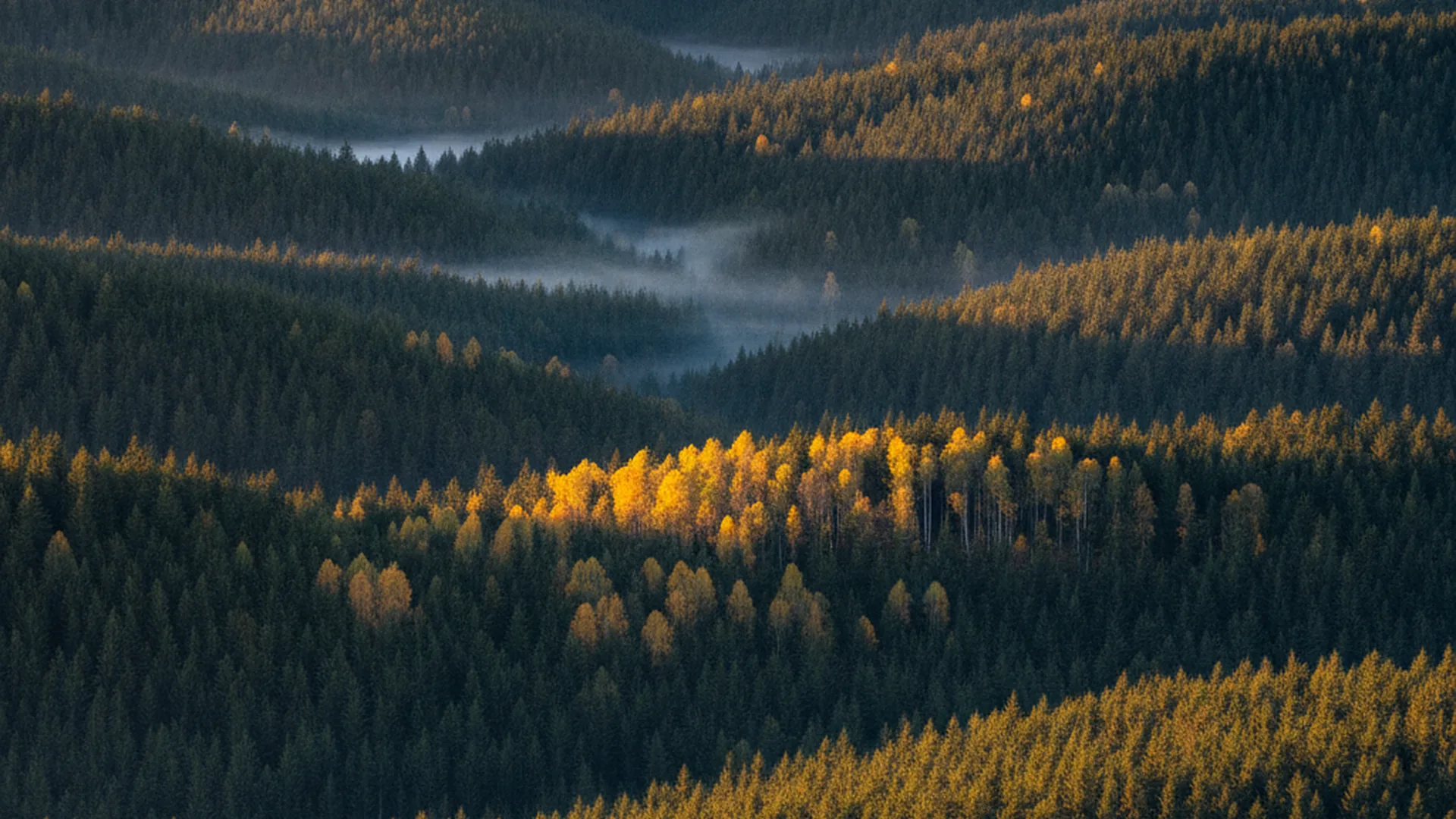 Ausgedehnte Waldkämme des Thüringer Waldes im goldenen Abendlicht — sinnbildlich für den Wirtschaftsraum Thüringen